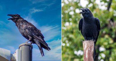 What Does it Mean When a Crow Caws?