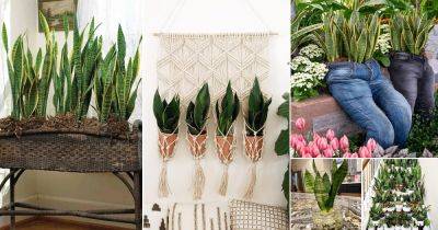 22 Different Ways to Grow Snake Plants | Snake Plant Growing Ideas