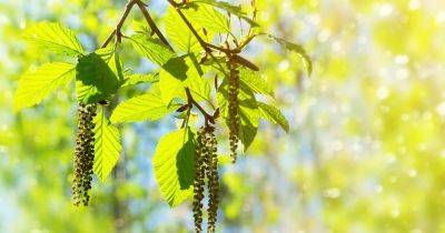 Complete Guide to Catkins