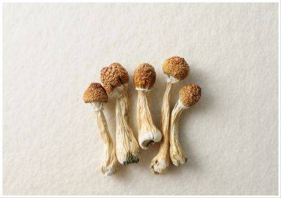 Manufacturing Psilocybin isn’t Difficult. Building a Legal Industry Is.