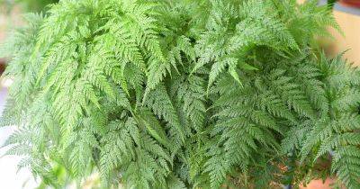 How to Grow and Care for Ferns Indoors