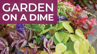 Best Budget Garden Tips from Our Readers