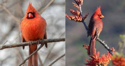 What Does It Mean When You See a Cardinal