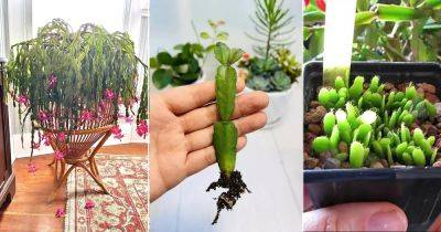 5 Best Ways to Propagate Christmas Cactus