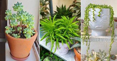 10 Succulents That Look Like Peas