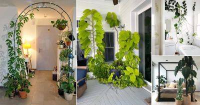 18 Cool Things You Can Do With Philodendrons in Home