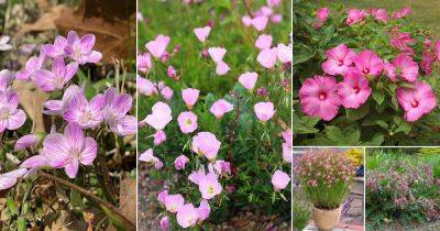 24 Best Pink Wildflowers