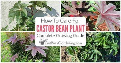 How To Care For Castor Bean Plant (Ricinus communis)