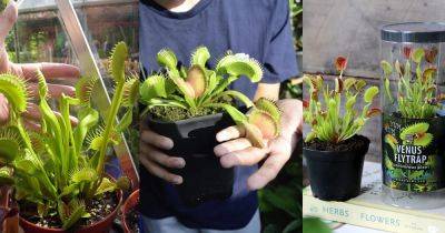 Giant Venus Fly Trap: How to Grow a Big Venus Fly Trap Plant
