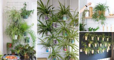 18 Amazing Spider Plant Wall Decor Ideas