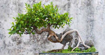 How to Grow a Ginseng Ficus Bonsai