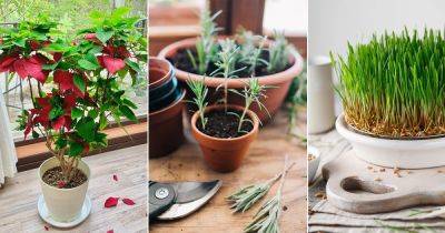 10 Houseplants You Can Grow from Products in Grocery Stores and Supermarkets