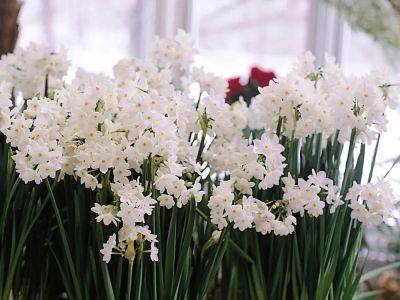 Tips for growing Paperwhites indoors