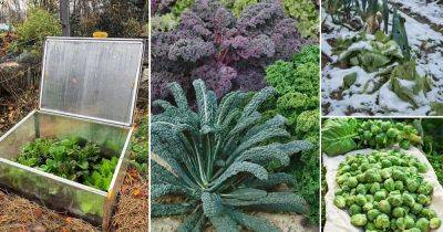 12 Best Cold Hardy Vegetables that Tolerate Frost and Cold