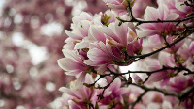 An in-depth guide to magnolias and how to plant them for beautiful blooms | House & Garden