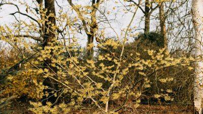 The best trees and shrubs to grow for decorative winter stems | House & Garden