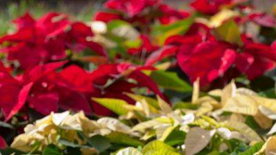 Poinsettias: how to grow and care for the Christmas plant | House & Garden