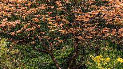 All about maple trees and how to grow them | House & Garden