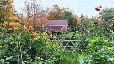 Inside an Englishwoman’s dahlia-filled garden in Connecticut | House & Garden