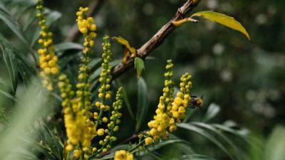 How to grow mahonia | House & Garden