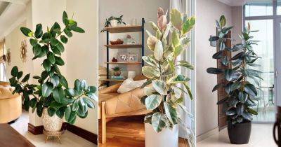 Everything About Rubber Tree Plant Care Indoors