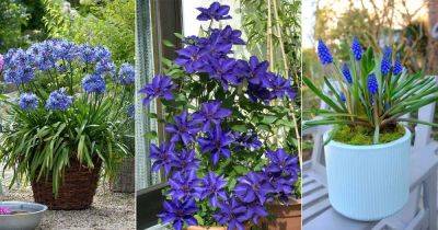 14 Stunning Royal Blue Flowers