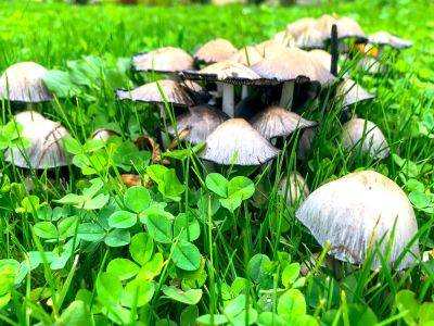 Why There Are Mushrooms In The Garden – And What To Do