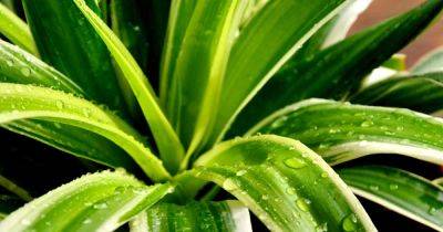 When and How to Fertilize Spider Plants