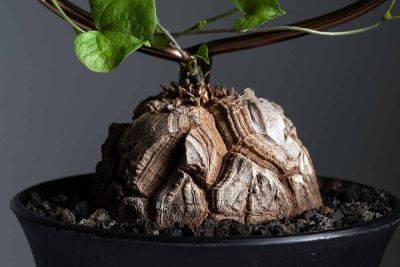 How to Grow and Care for Tortoise Plants