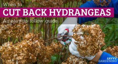 When to Cut Back Hydrangeas: An Easy-to-Follow Guide