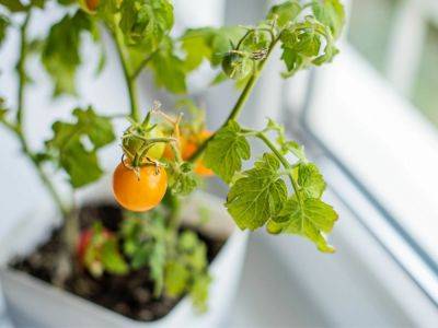 Overwintering Tomato Plants For Next Year’s Garden