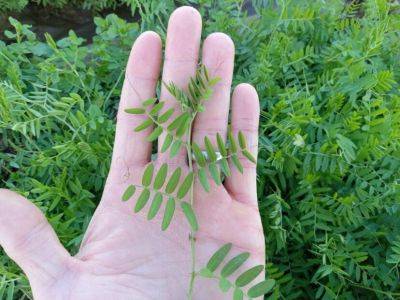 What Is It? Wednesday – Vetch