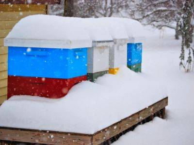 How To Winterize Bees: A Complete Guide To Winter Hive Prep