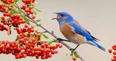 Gardening for Wildlife: 21 of the Best Trees and Shrubs