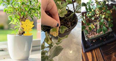 How to Get Rid of Aphids on Indoor Plants | 17 Effective Tips