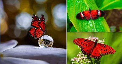 Red Butterfly Meaning and Symbolism