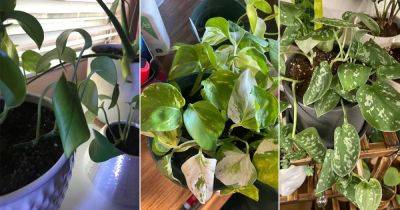 Pothos Leaves Curling? 15 Reasons and Solutions