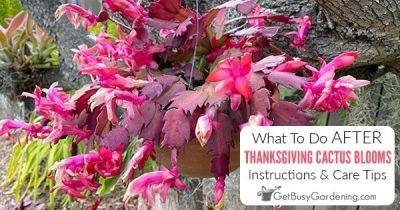 What To Do With Thanksgiving Cactus After Blooming (5 Tips!)
