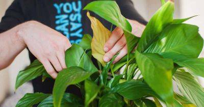 When and How to Prune Peace Lilies