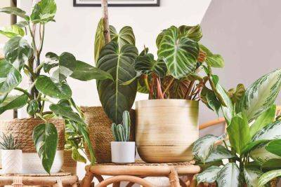 How To Move Your Houseplants To A New Home