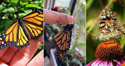 Do Butterflies Bite? Find Out!