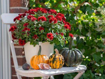 10 Best Plants To Gift At Thanksgiving