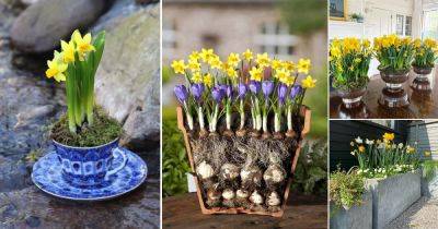 14 Different Ways to Grow Narcissus | Daffodil Growing Ideas