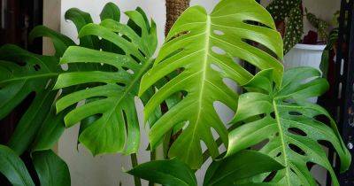 When and How to Repot Swiss Cheese Plants (Monstera)