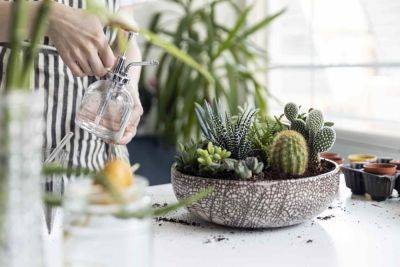 Try Budget-Friendly Plant Care Tips From TikTok Using Household Ingredients
