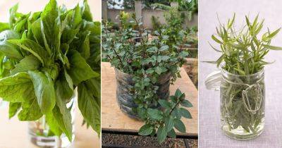 5 Herbs You Should Never Keep in Fridge and Why?