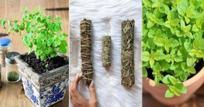 9 Magical Properties of Oregano That'll Surprise You