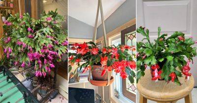 10 Important Thanksgiving Cactus Growing Tips and Tricks