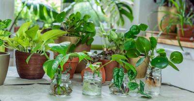 How to Propagate Houseplants from Stem and Leaf Cuttings
