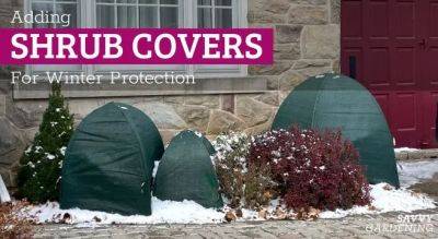 Winter Shrub Covers: Protect Shrubs From Weather and Wildlife